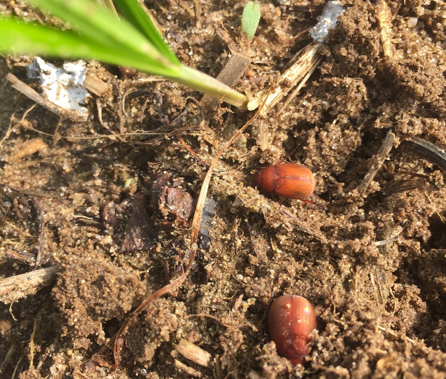Asiatic garden beetles on soil